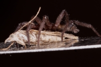 (Araneae - Gnaphosidae - Scotophaeus sp.)
